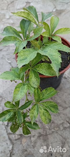 Садовые многолетники