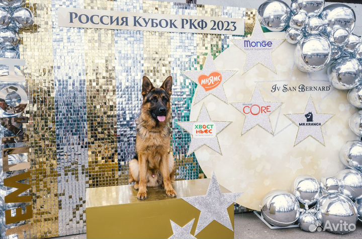 Вязка немецкой овчарки кобеля