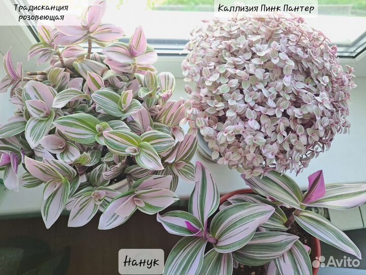 Традесканция Нанук