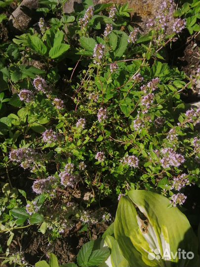 Саженцы травы лечебной