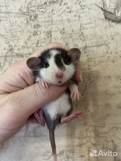 Крысята Дамбо большой выбор