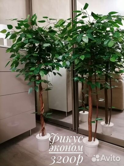 Деревья и зелень для интерьера