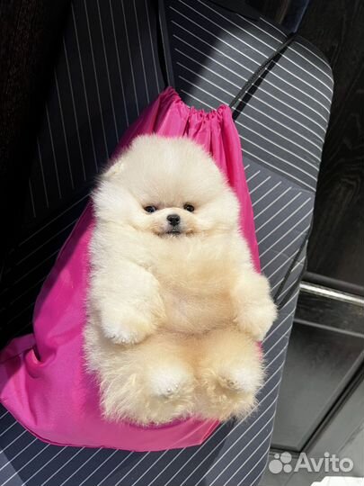 Вот такие у нас Мишки шпицы