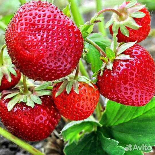 Рассада клуб. зенга И чамора Турусси