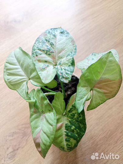 Отдам цветок при покупке комнатные растения