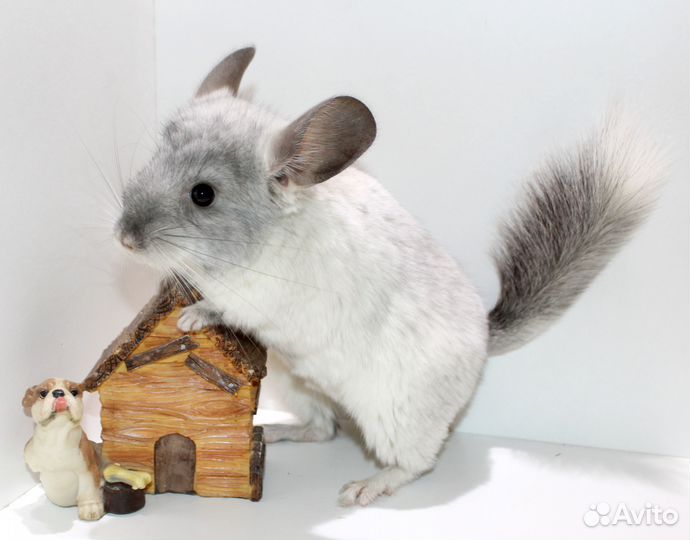 Шиншилла Белый мозаичный девочка