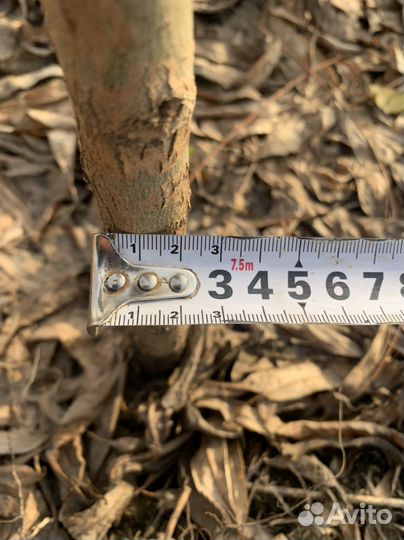 Ива Шаровидная