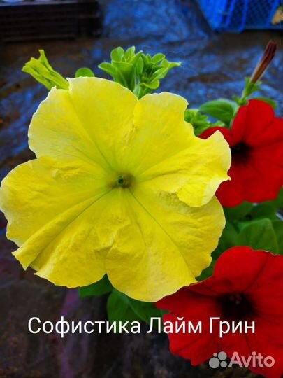 Ампельная петуния