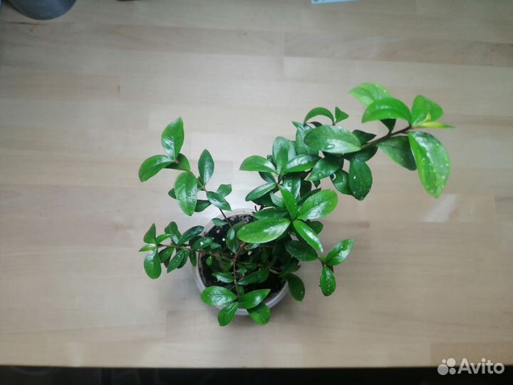 Мирт вариегатный