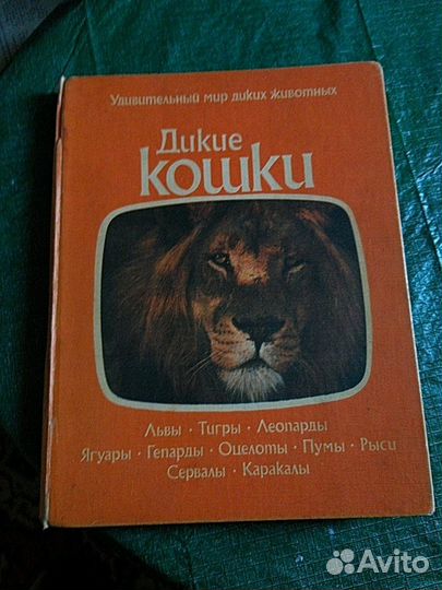 Книга про диких кошек 1981 гола