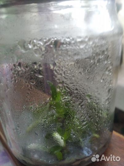 Фласка с орхидеями