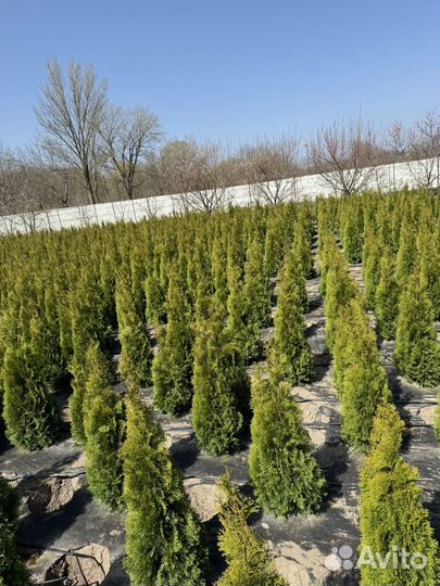 Туя Смарагд