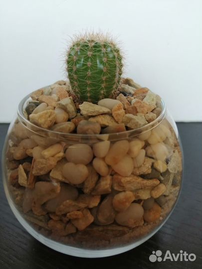 Флорариум с кактусом