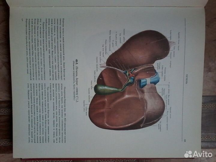 Атлас анатомии человека синельников 1973