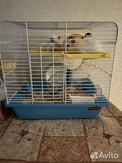 Сирийский хомяк