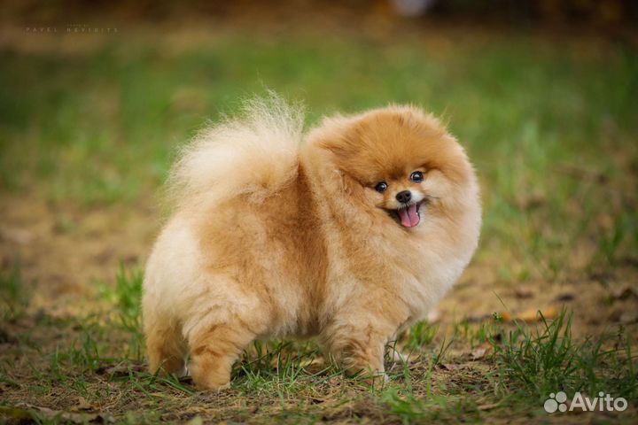 Груминг животных