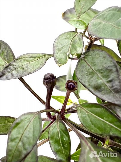 Острый перчик Черная жемчужина в горшке