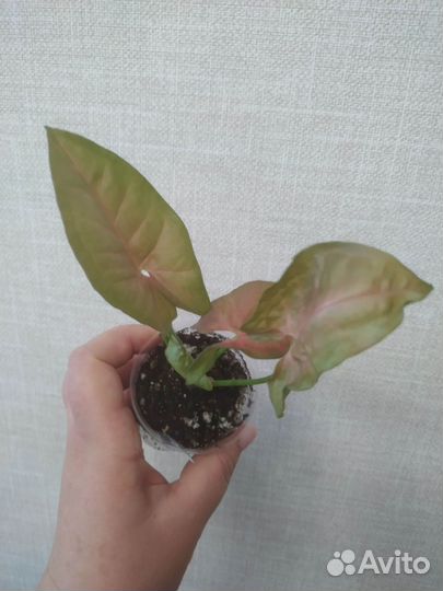 Сингониум Неон