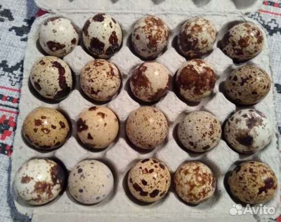 Яйцо перепелиное