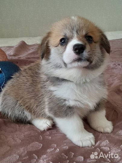 Вельш-корги пемброк