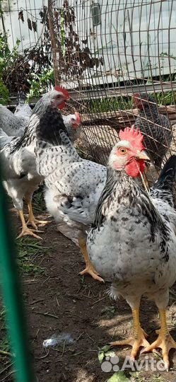 Молодые петухи, очень красивые