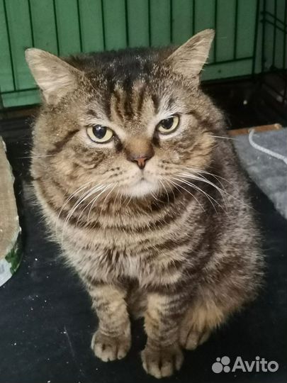 Котикам нужен дом