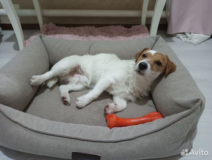 Передержка домашних животных.зооинженер,кинолог