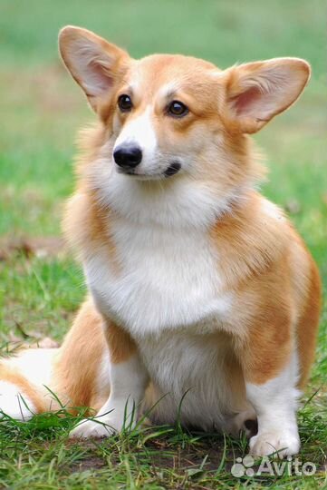 Выгул собак