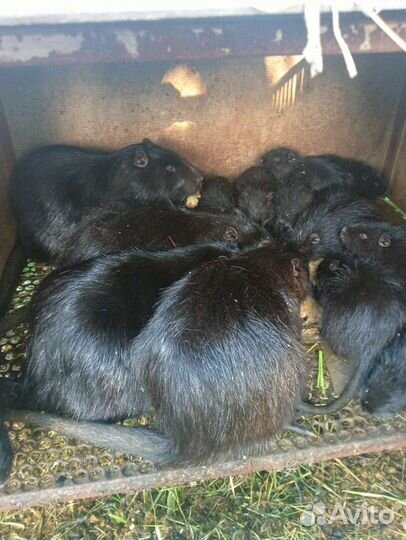 Нутрии малыши