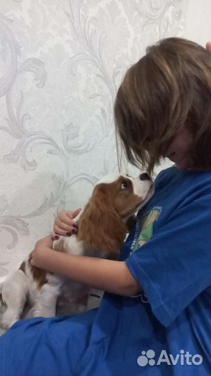 Кавалер кинг чарльз спаниель