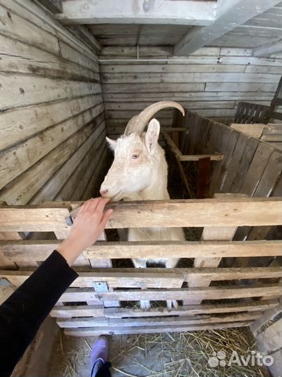 Козье молоко