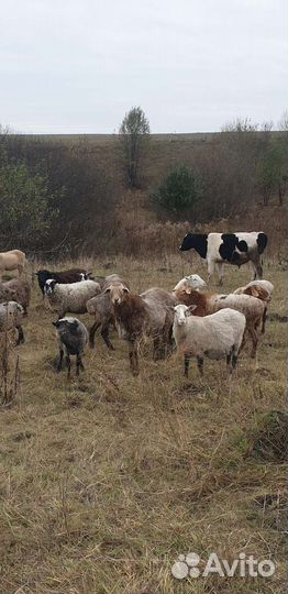 Курдючный баран, романовские овцы