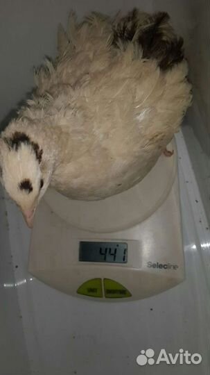 Перепела суточные и подрощенные