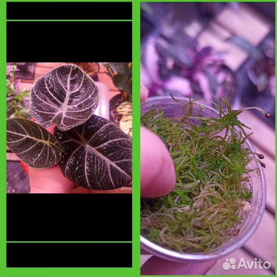 Алоказии детки