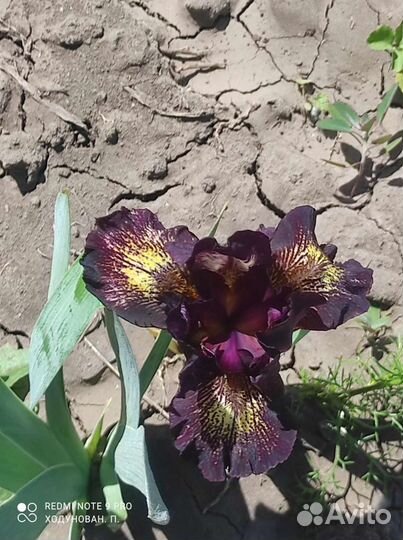 Ирисы карликовые