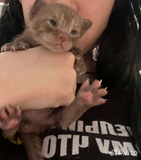 Бесплатный комочек счастья