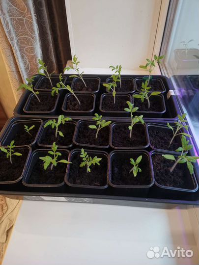 Рассада томатов