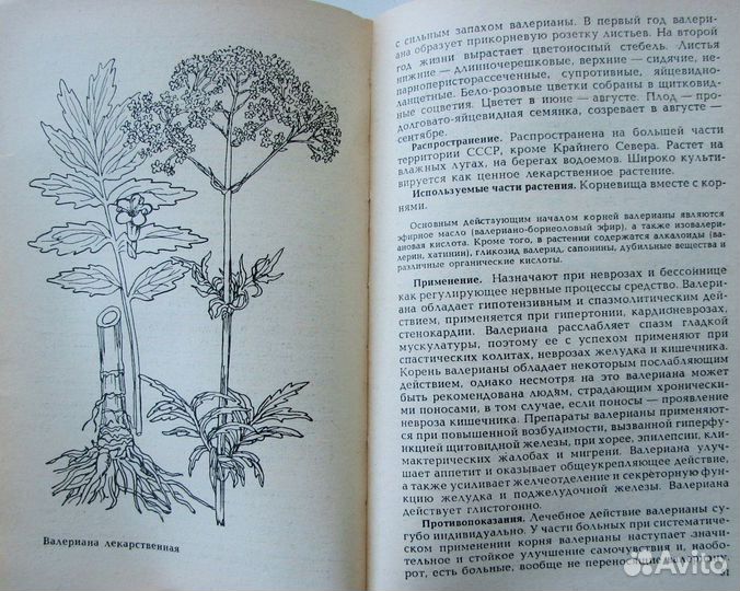 Лекарственные растения в медицине и в быту