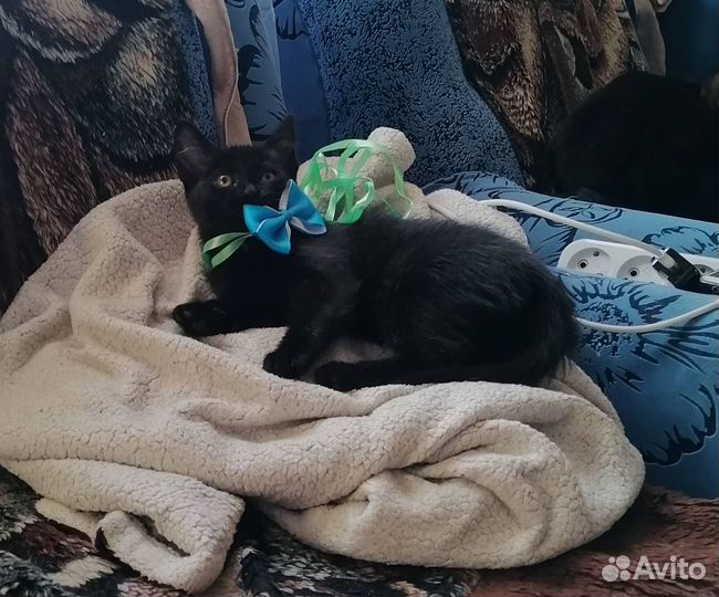 Котятки бесплатно