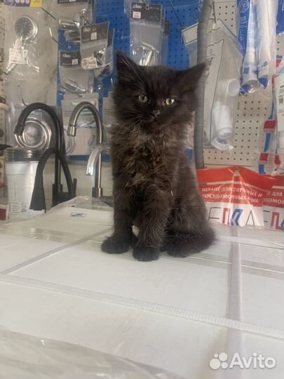 Продам котяток