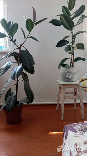 Алоэ столетник