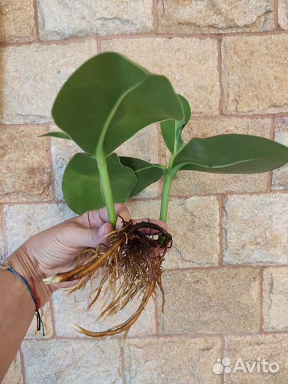 Бегония. Клузия. Монстера