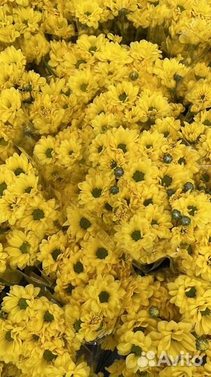 Кустовая Хризантема Оптом