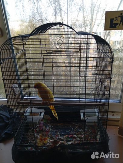 Ожереловый попугай