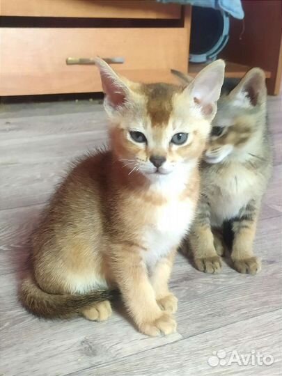 Котята чаузи