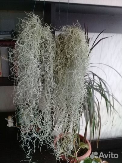 Тилландсия уснеевидная