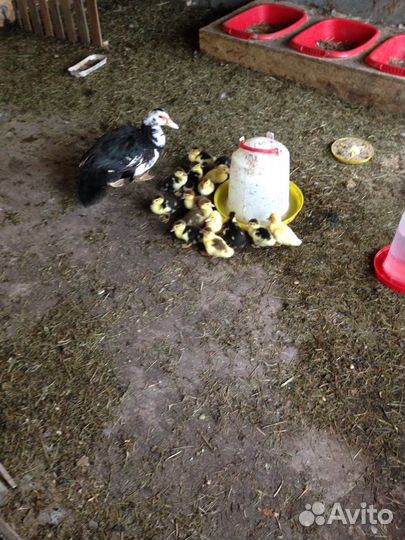 Индоутки, семья индоуток, селезни