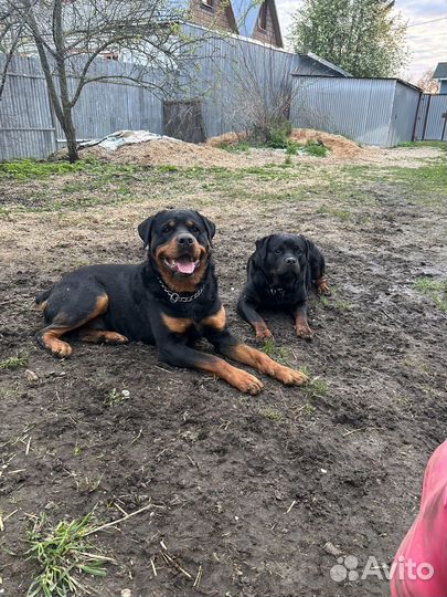 Щенки ротвейлера
