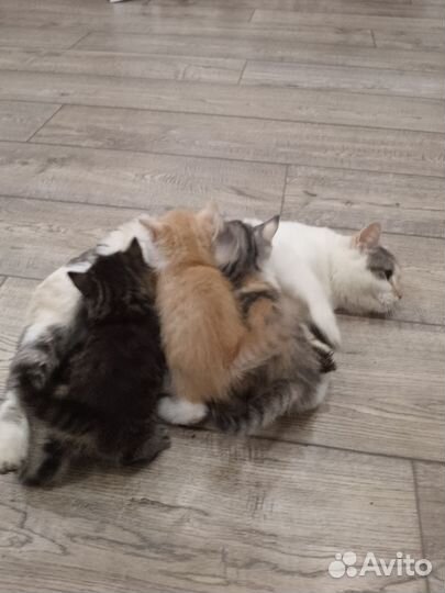 Отдам в добрые руки