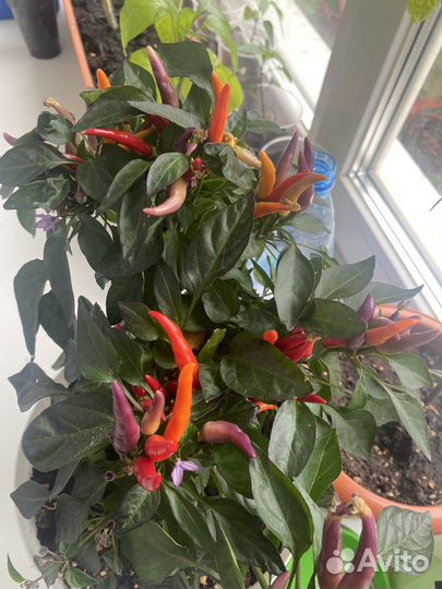 Перец декоративный жгучий